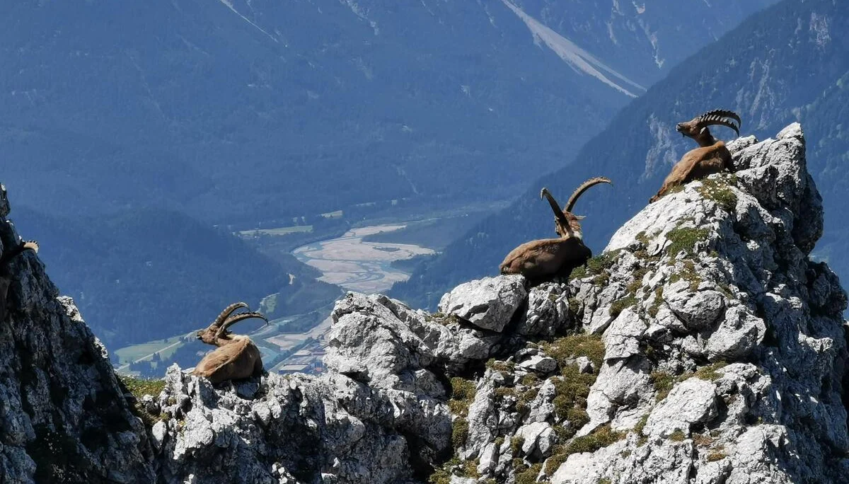 Klettertour Säuling | © Cornelius Nöß