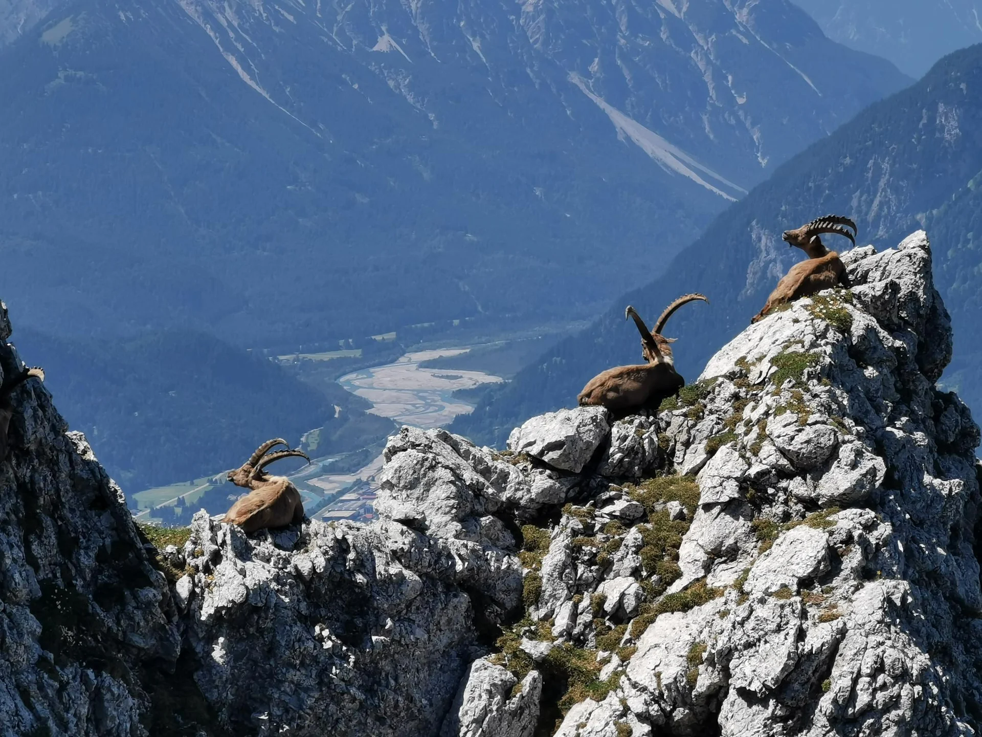 Klettertour Säuling | © Cornelius Nöß